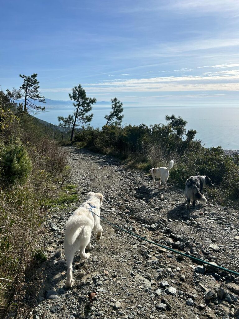 Trekking