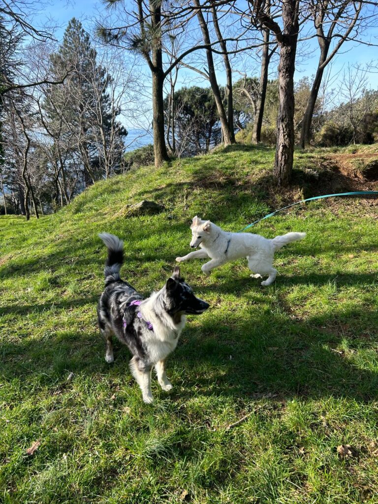 Viola e Blanco